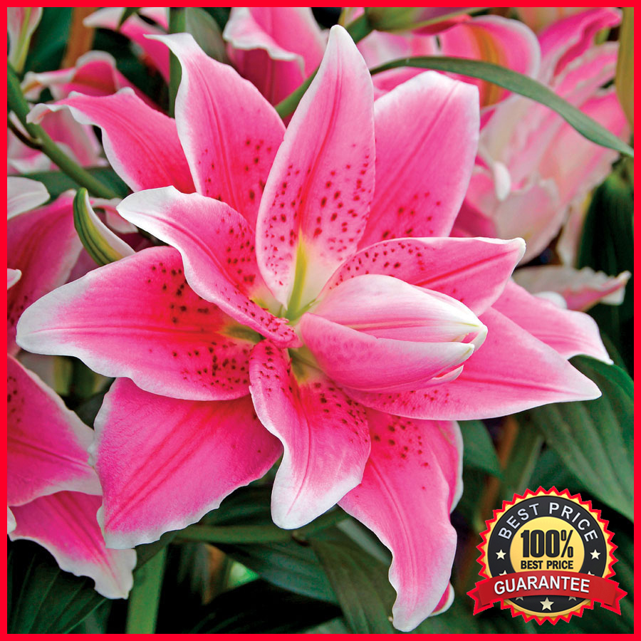 ROSE LILY ISABELLA FLOWER BULBS 6 Bulbs Fresh & RARE Fast