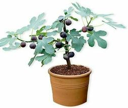 Fig Plant 'Chicago Hardy' - Professionally Rooted Fig Starter Tree in 2.5 in Pot image 6