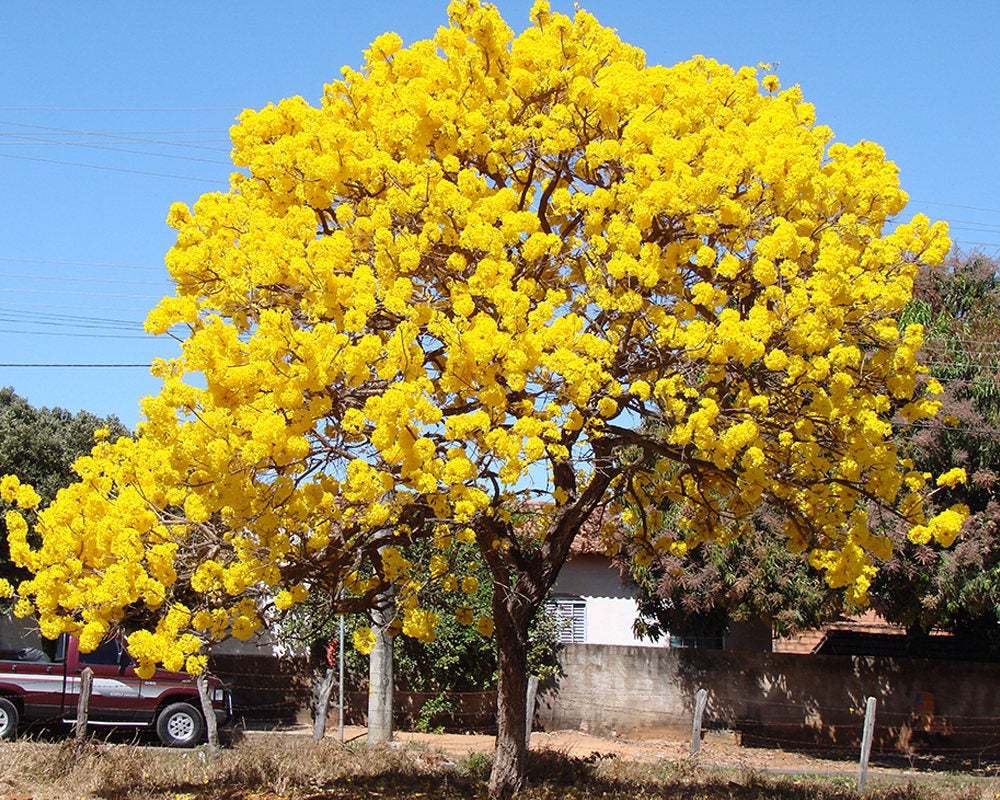 50 Tabebuia argentea Seeds , Tabebuia caraiba Seeds, Silver Trumpet ...