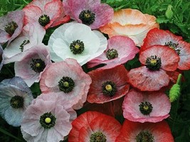 100 Seeds Mother of Pearl Poppy Flower Seeds - $14.75