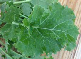 Kale Seeds - Premier - Yard, Garden & Outdoor Living - Gardening -Free Shippin - $29.99