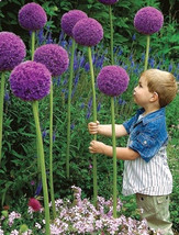 1 Bulbs - Allium giganteum  - $20.99