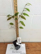 American Hornbeam tree (Carpinus caroliniana) quart pot image 2