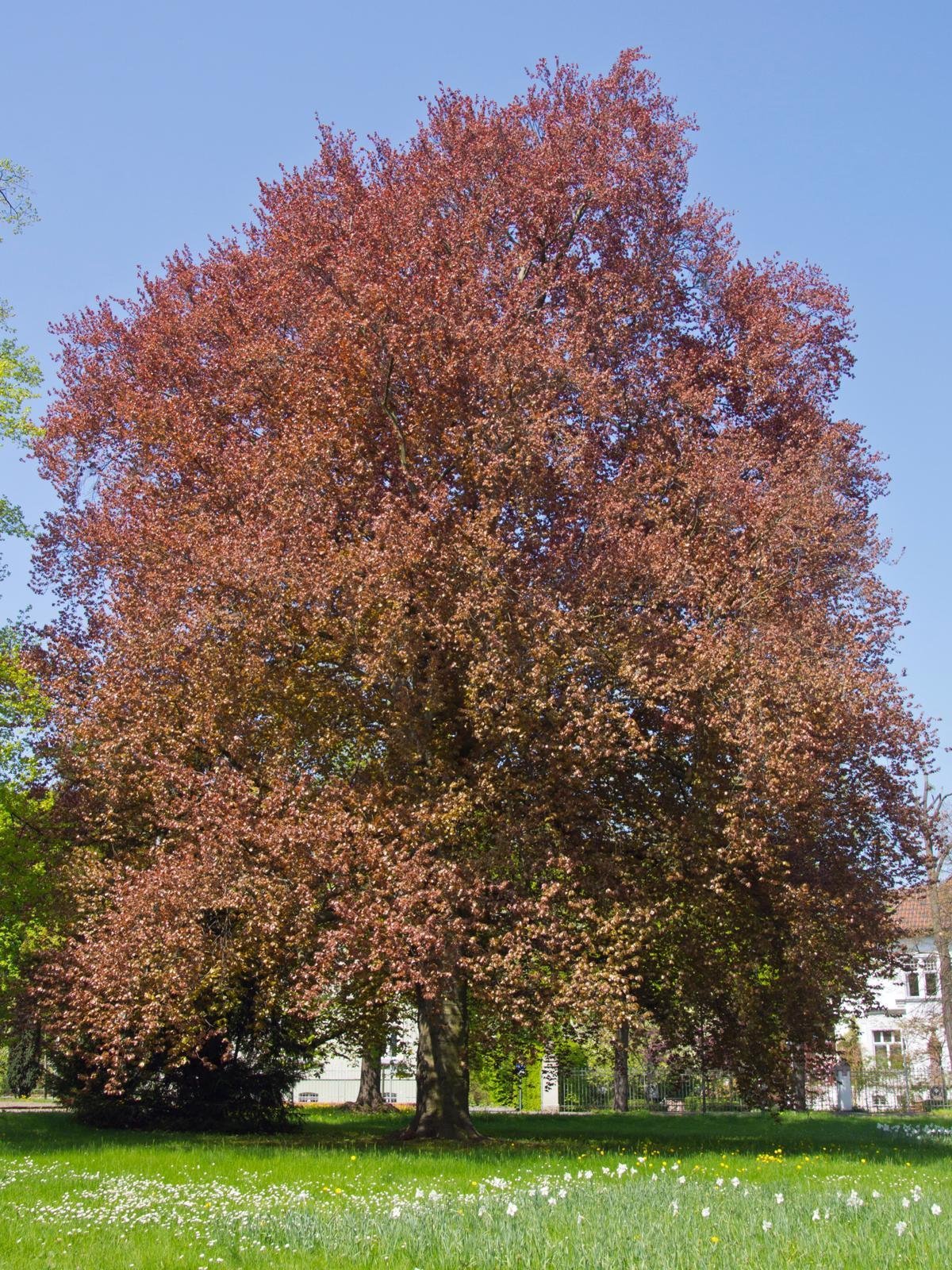 12 American Beech Tree Seeds-Amazing tree that holds its leaves all ...