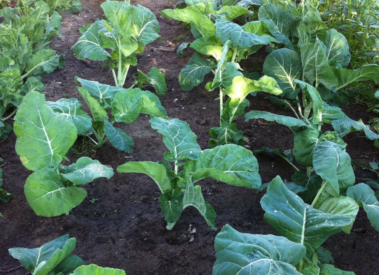 PREMIER KALE SEED * EARLY VARIETY * TENDER * OVERWINTER * 100 COUNT PKT