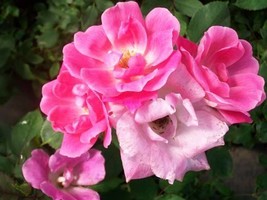 Pink Knock Out®  Medium Pink Rose 1 Gal Shrub Plants Plant Disease Resist Roses - $48.45