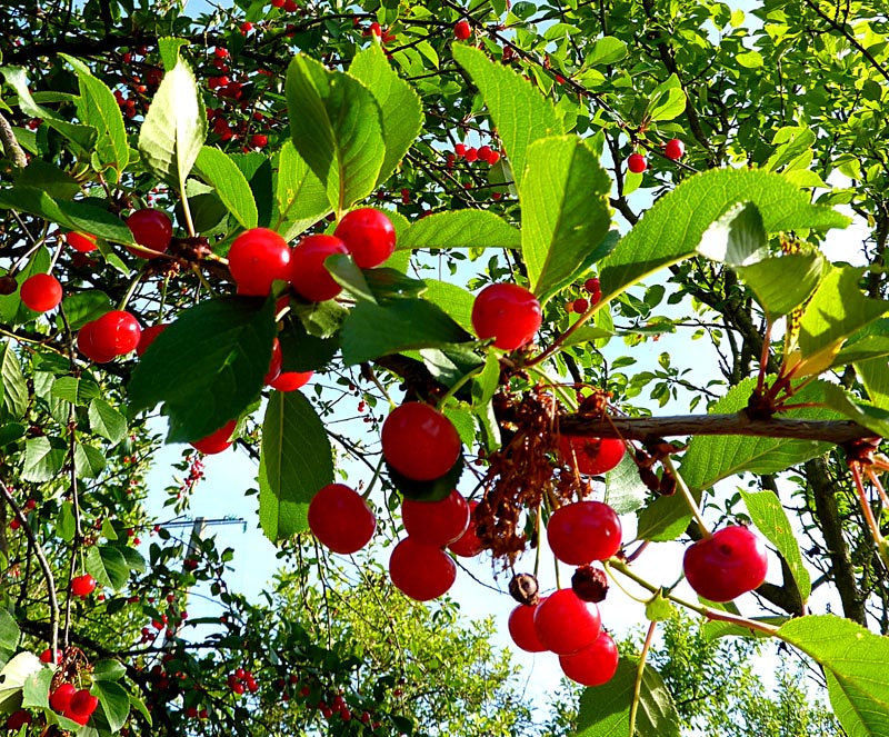 100 grams 420 Seeds Cherry Tree Shrub Seeds cherrytree Edible Fruit