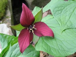 10 Red Trillium bulbs Wood Lily   image 3
