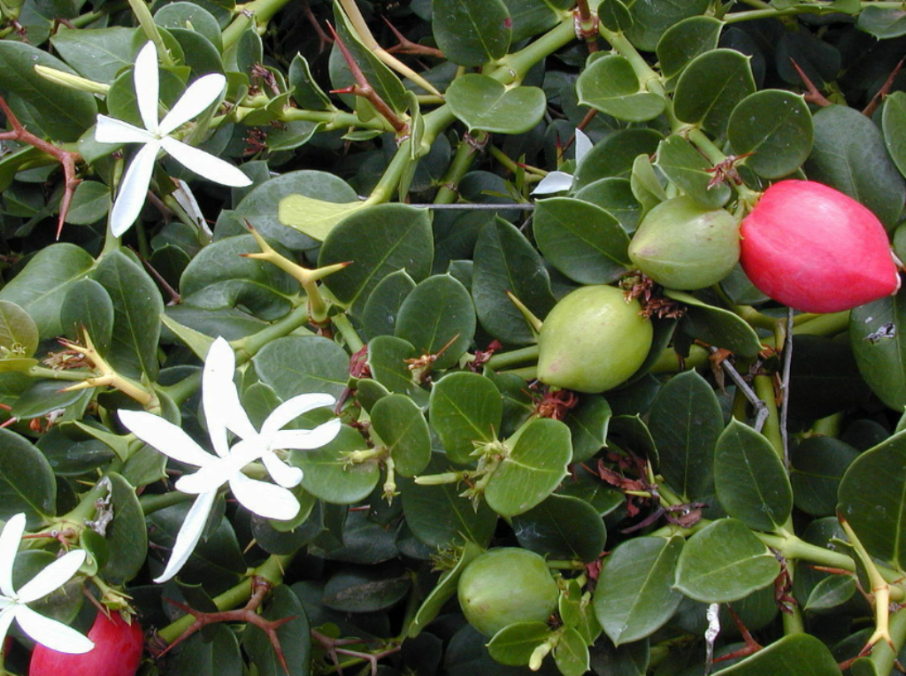 stanford home center plum