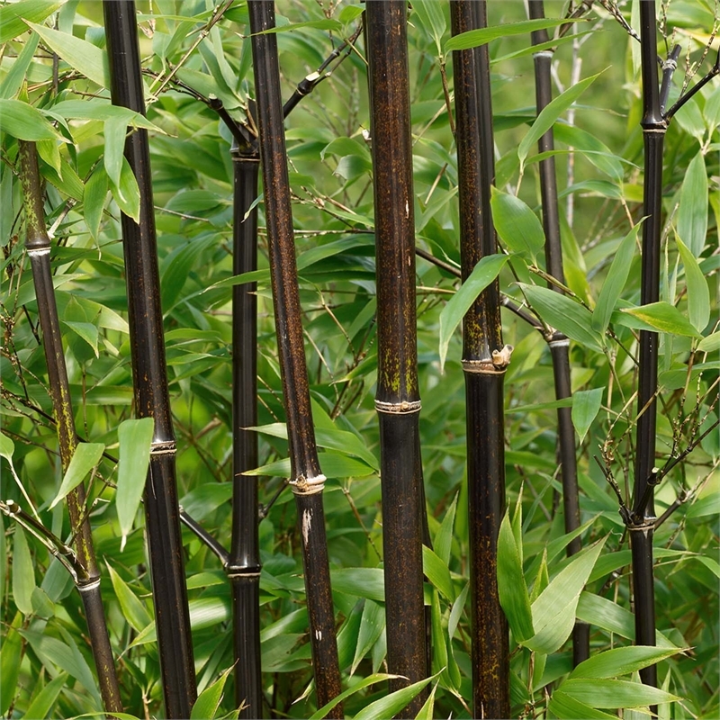 50 seeds pack rare BLACK BAMBOO BONSAI  SEEDS 