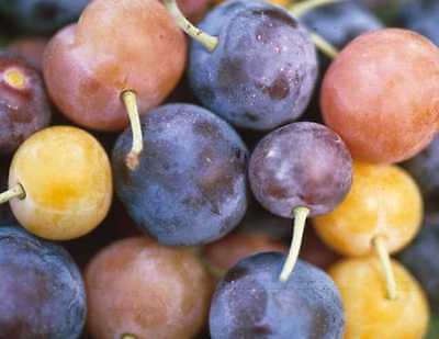 5 Beach Plum Tree Seeds - Prunus maritima - Edible Fruit ...