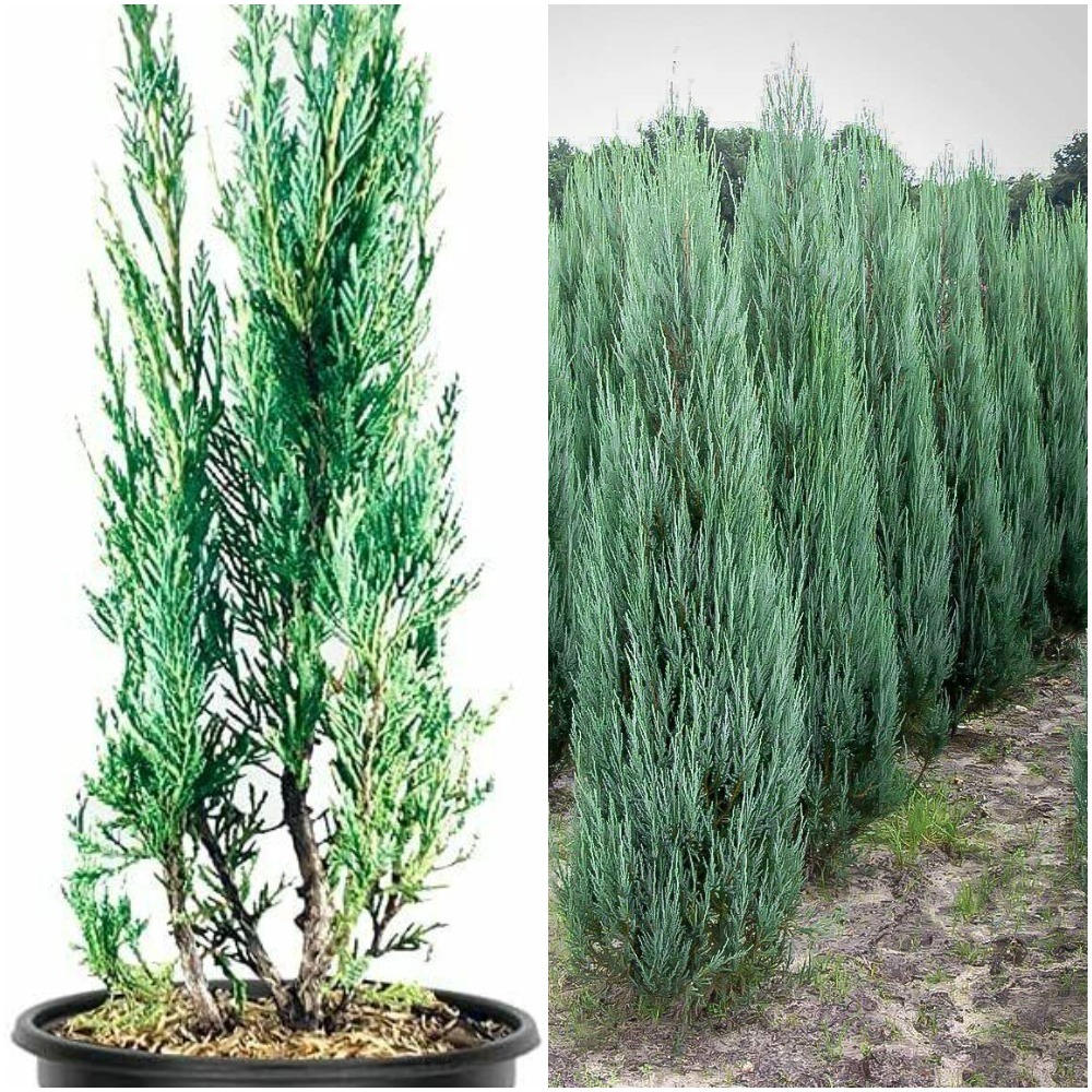1 Moonglow Juniper Gallon Size Tree Juniperus Scopulorum Drought