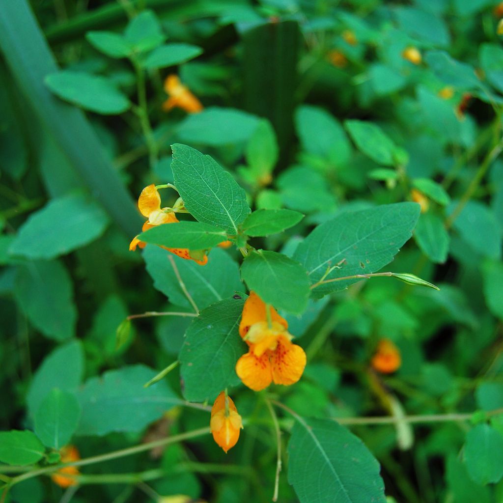 Jewelweed Seeds (Impatiens capensis) 10+ Rare Medicinal Wildflower