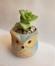 Succulent in Ceramic Owl Planter, Crassula String of Buttons, 2.5" Animal Pot image 1