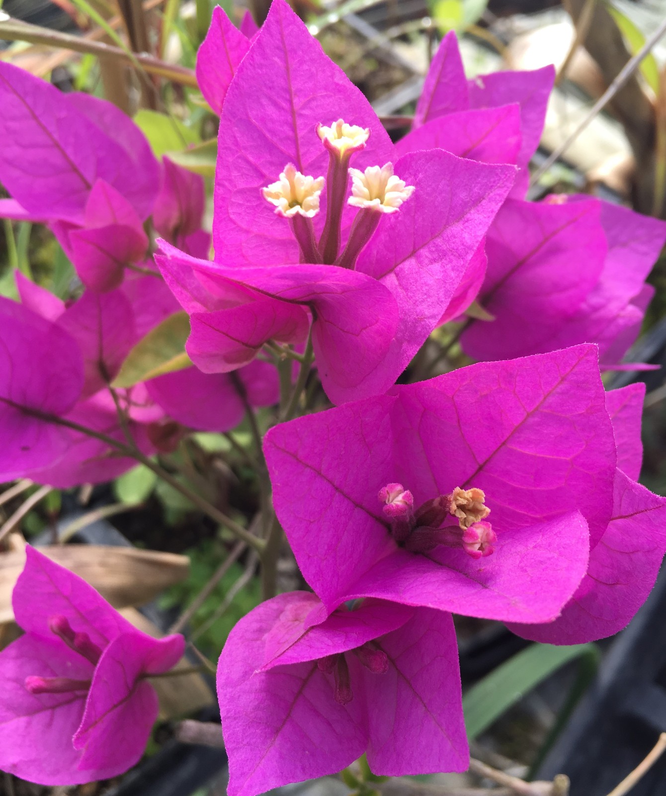 Royal Purple Bougainvillea Houseplants