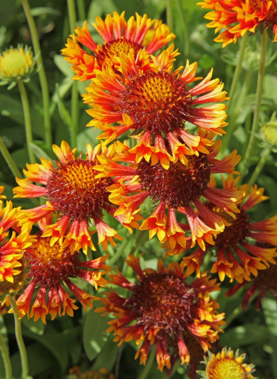 GAILLARDIA FULL DOUBLE MIX, 100 SEEDS, LARGE FLOWERS, GAILARIDIA