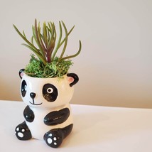 Mini Panda Planter with Succulent, Animal Plant Pot with Senecio Himalaya image 5