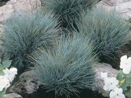 100 Ornamental Blue Fescue Grasses Seeds - $2.68