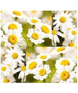 100 seeds Rare Pyrethrum Daisy Seeds a natural insect deterrent - $20.88