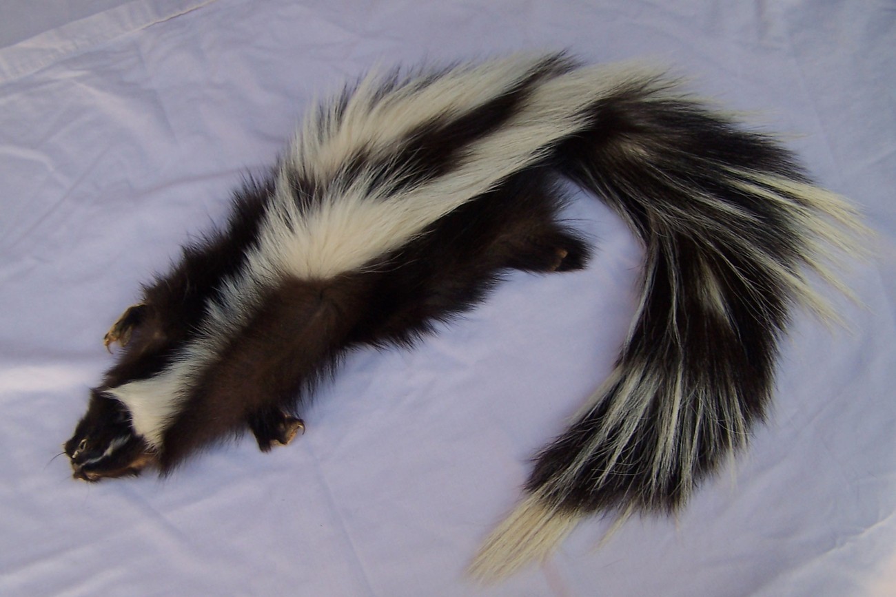 Skunk Pelt Skin Taxidermy 33 in Long Excellent Really Weird
