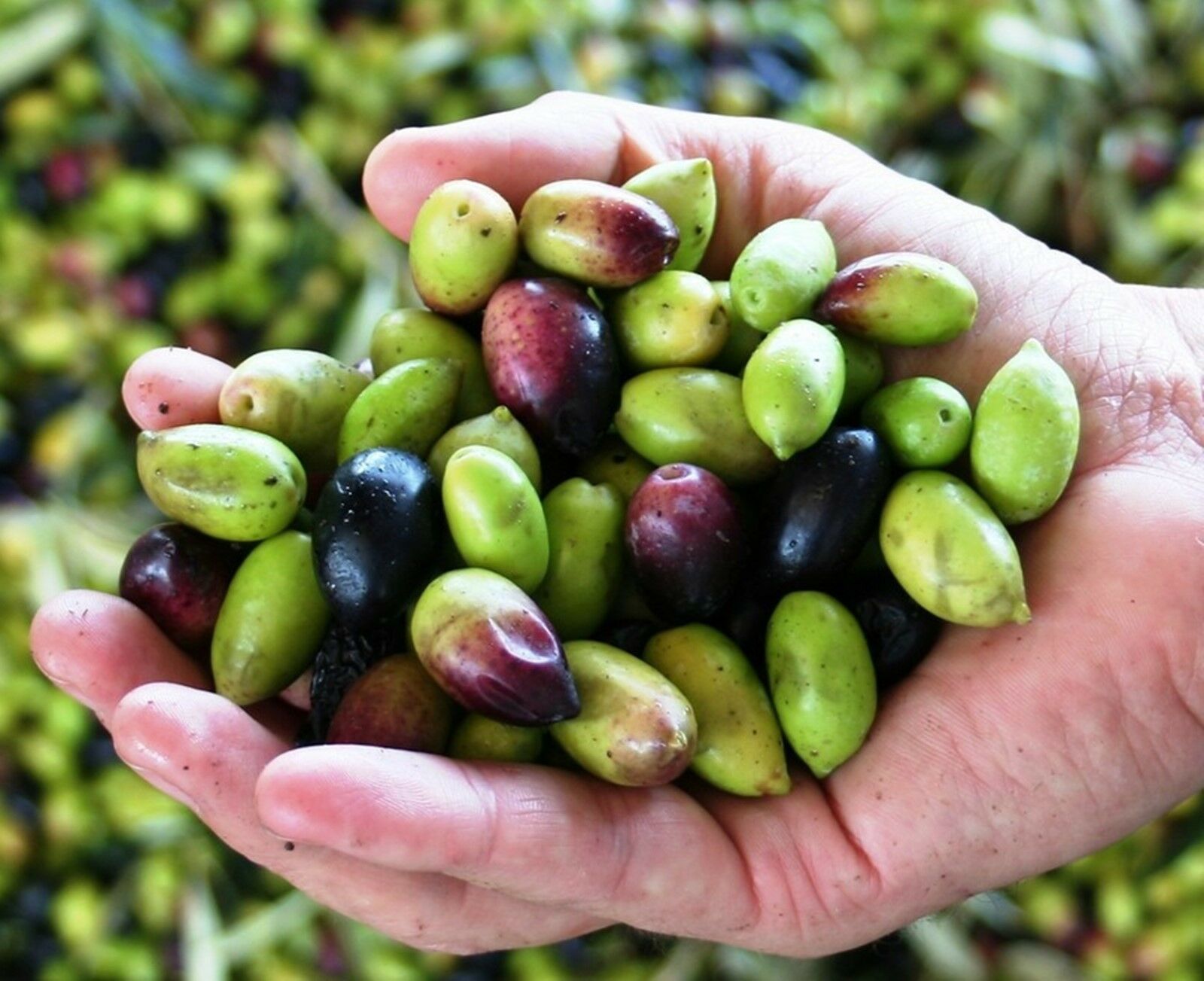 Olive tree Kalamata 350 Seeds Without cleaning Trees