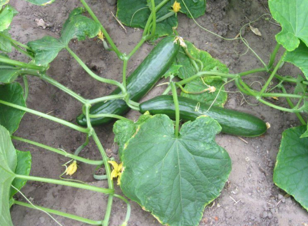 100 Pcs Seeds Cucumis Sativus Long Green Improved Cucumber Vegetable ...