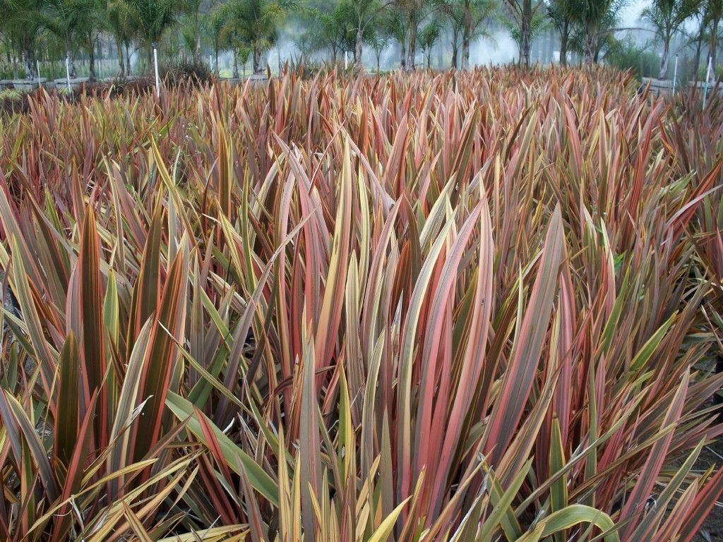 30 PHORMIUM SEEDS New Zealand Flax RAINBOW STRIPED HYBRIDS,Ornamental
