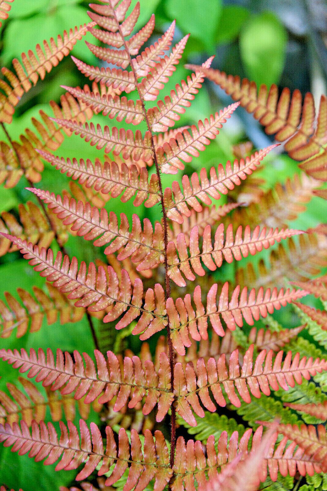 AUTUMN FERN 1000 SPORES (SEEDS) DRYOPTERIS ERYTHROSORA, HARDY FERN, USA ...