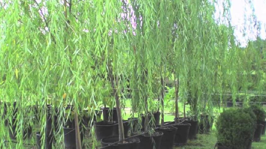 50 Austree Hybrid Willow Trees Live Plants Outdoor Indoor Tree Garden