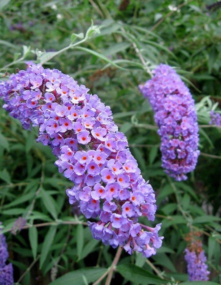 bush with purple flowers