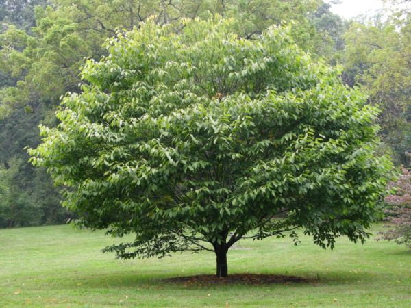 American Hornbeam tree (Carpinus caroliniana) quart pot