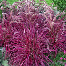 50 seeds Pennisetum setaceum Fireworks Fountain Grass Seeds - $9.98
