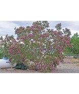Desert Willow Seeds Tree/Bush with Orchid Like Flowers Chilopsis Lineari... - $6.99+