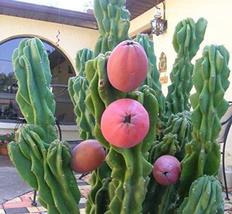 10 Seeds Cereus peruvianus monstrosus Cactus - $36.95