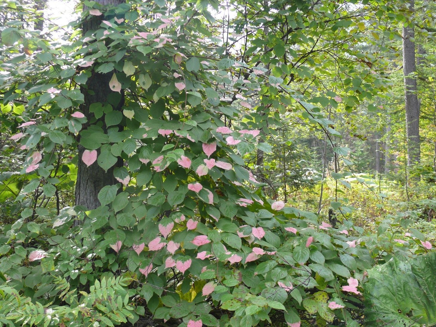 Variegated Kiwi Actinidia kolomikta Vine Seeds (Fast Edible, Showy