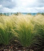 100 Ornamental Mexican Feather (Stipa tenuissima) Grass Seeds     - $3.49