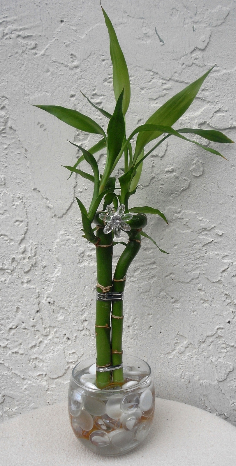 Lucky Bamboo Elegant Arrangement in 3" Glass Vase Yard, Garden