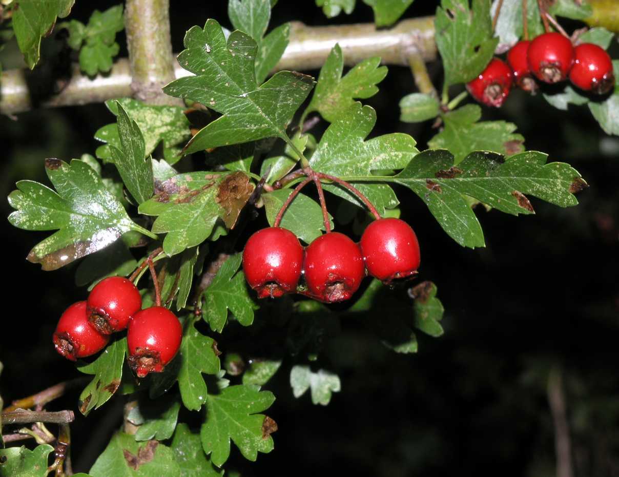 Single Seed English Hawthorn, Crataegus monogyna, 20 Tree Seeds (Showy ...