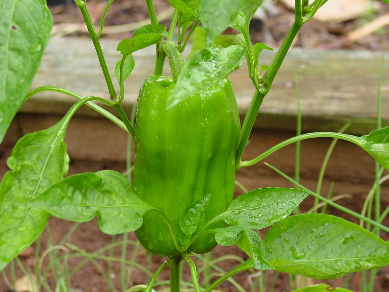 Sweet Bell Pepper Seeds "BIG BERTHA" The largest bell pepper available
