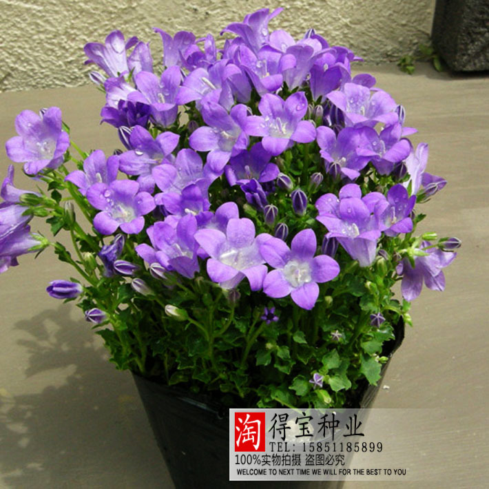 Balcony Plants Virgo Annual Campanula bonsai Home Potted Plants Flowers 100pcs Cleaning Products