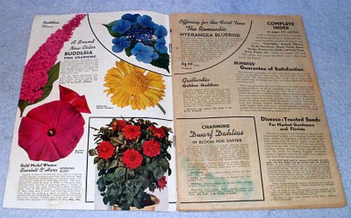 Burgess seed coupon code