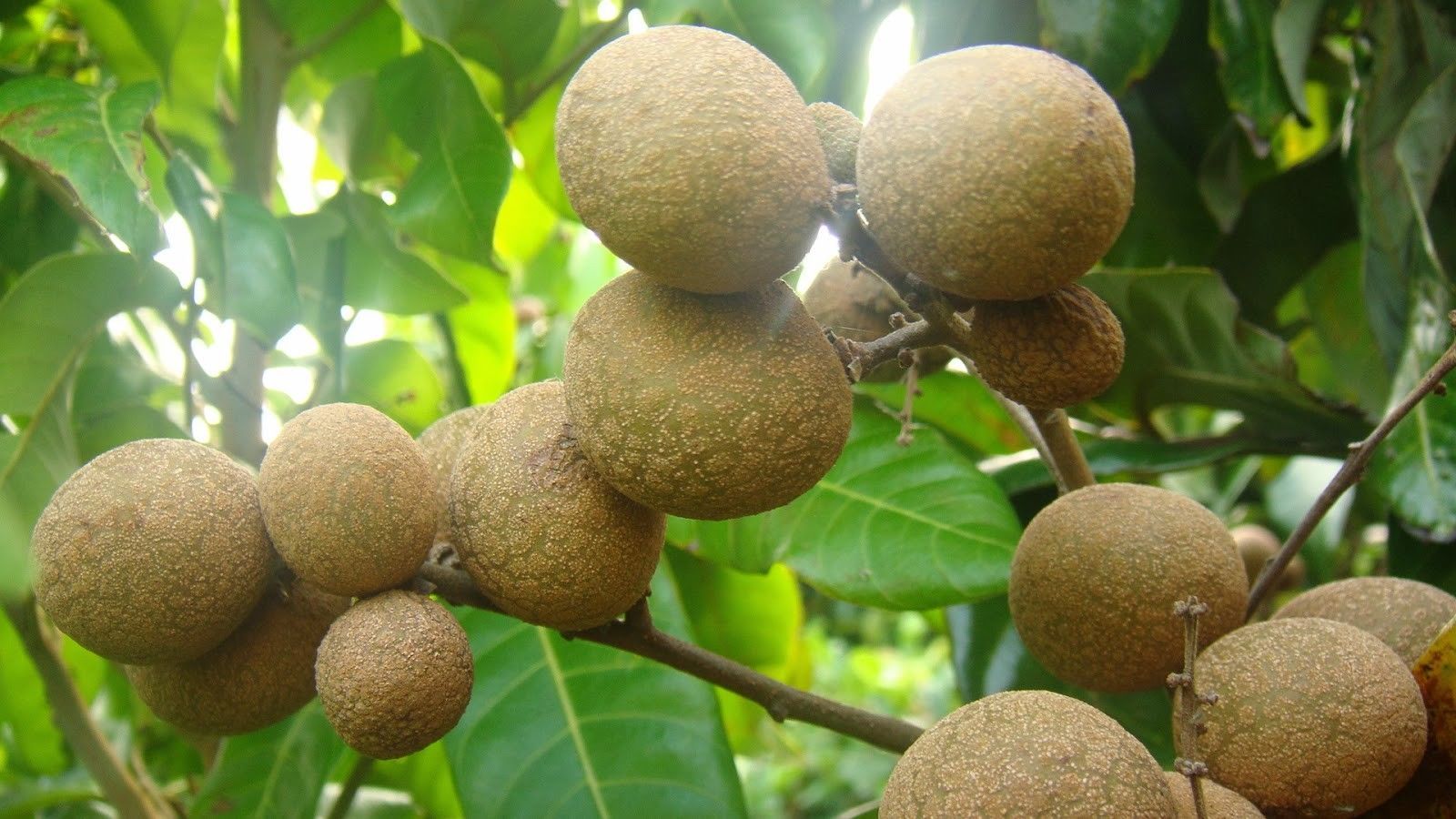 Longan Fruit Tree (Biew Kiew) Tropical Fruit - Other Plants & Seedlings
