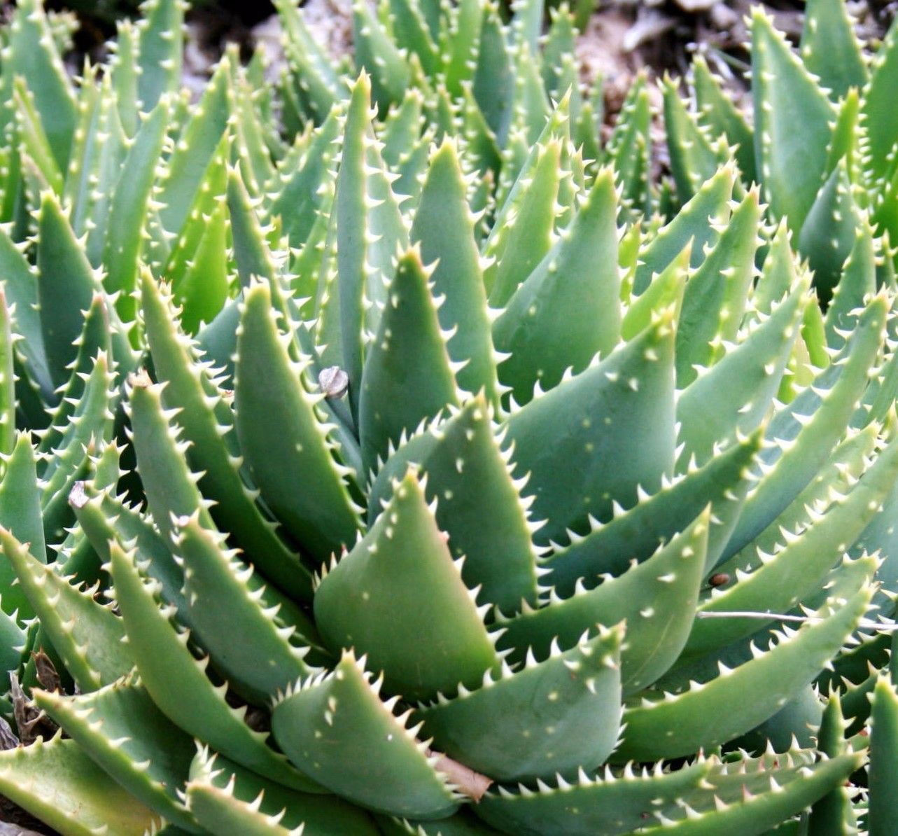 5 Aloe Brevifolia Seeds Dwarf Plant Succulents Seeds Cacti And Succulent Seeds 9364