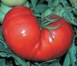 Tomato Seed, Red Ponderosa, Heirloom, Organic, 100 Seeds, Non Gmo, Large Tomato - $7.00