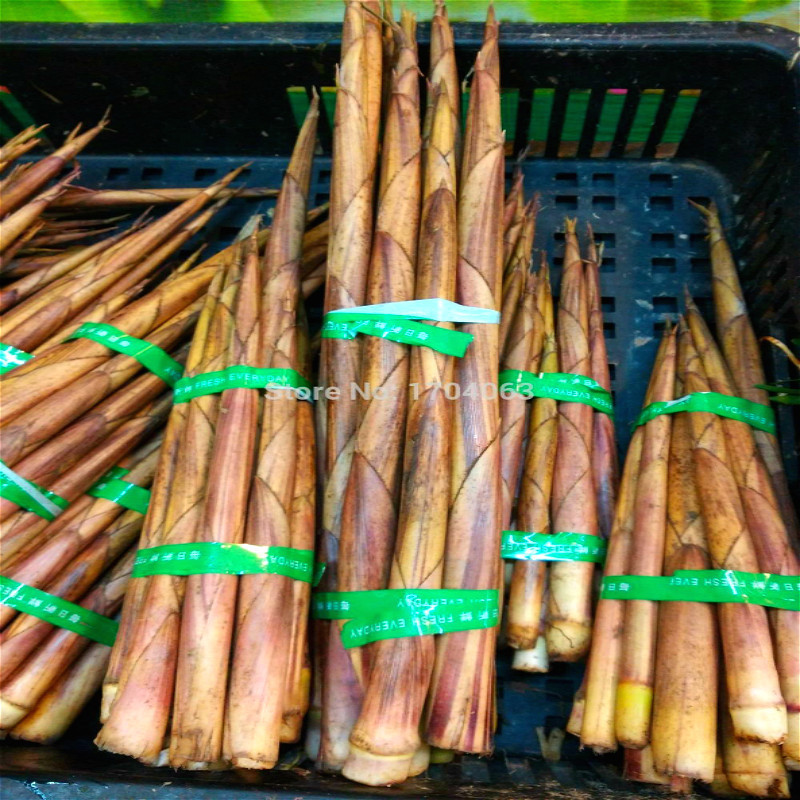 50 Seeds Chinese Bamboo Ornamental & Edible Plant Rare Bamboo Shoots Very Tasty Other