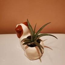 Dog with Air Plant, Airplant in Puppy Plant Pot, Air Plant Animal Planter image 6