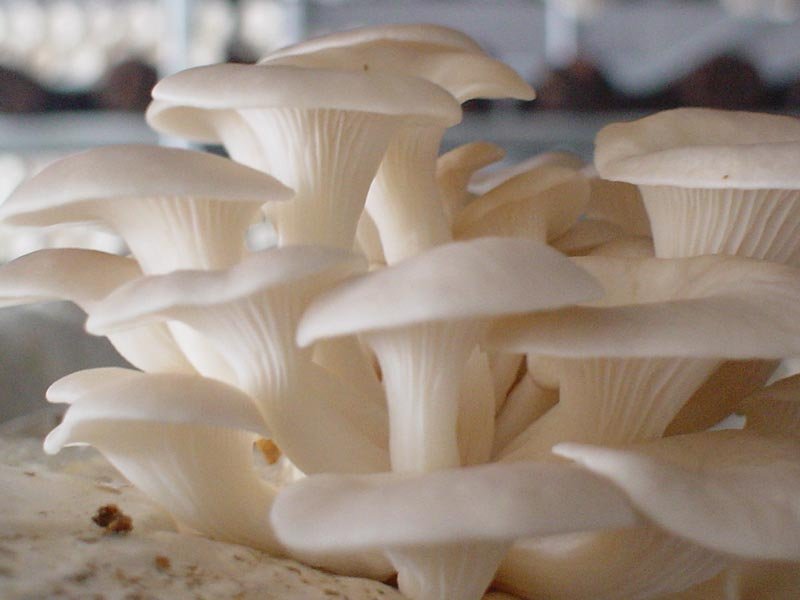 oyster mushroom primordia oyster mushroom primordia