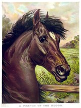 Decorative Poster.Interior wall art design.Decor Art.Fine Breed Horse.4148 - $11.88+