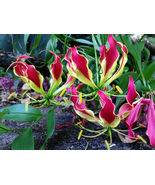 Flame Lily &#39;Gloriosa superba ‘Rothschildiana’ x 10 seeds - $5.49