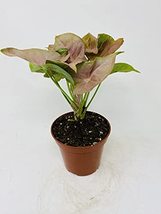 Strawberry Syngonium -Nephthytis / Arrowhead- Easy to Care- 4" Pot - $17.69